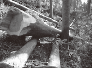 写真③　被災者を直撃した半幹材Ｂと挟まれた立木の状況