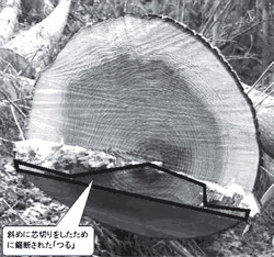 写真６　 斜めに芯切りを行ったために「つる」の機能を損なった伐倒木の元口の状況