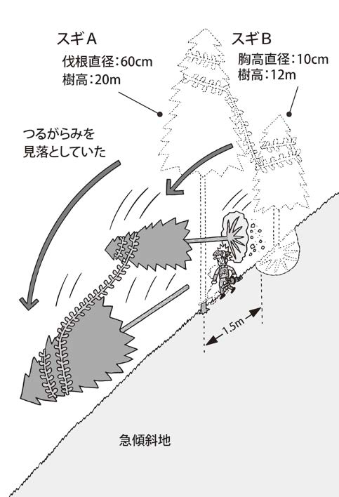 急傾斜地の大径木を谷側に伐倒したところ、つるがらみとなってい