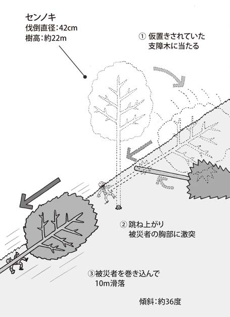 急傾斜地でセンノキを斜面の真上方向に倒したところ、伐倒木の元口が