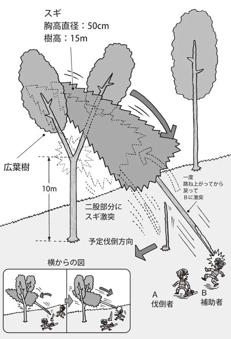 伐倒方向が変わって、隣接木に当たり、その反動で伐倒木の元口が